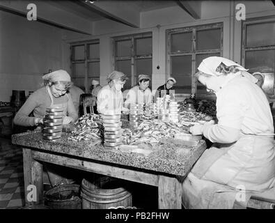 Female workers sitting at table packing tins, Suomen Kalastus Oy's canned  fish factory, Loviisa, Uusimaa, Finland undated 1930s-1950s Stock Photo -  Alamy