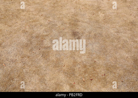 Dead grass burnt yellow by the sun pictured in Chichester, West Sussex, UK. Stock Photo