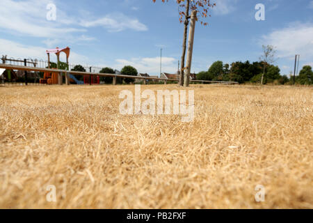 Dead grass burnt yellow by the sun pictured in Chichester, West Sussex, UK. Stock Photo