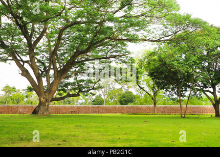 Giant green tree and green grass in garden and brick wall Stock Photo