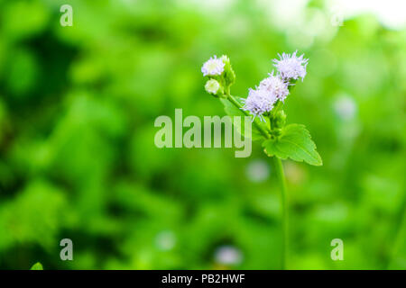 little flower of weed on grass booming after rain fall in the garden green leaves background Stock Photo