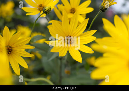 flowers of Jerusalem artichoke on a sunny day close-up Stock Photo - Alamy