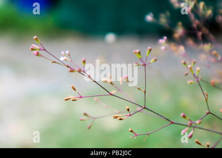 little flower of weed on grass booming after rain fall in the garden Stock Photo