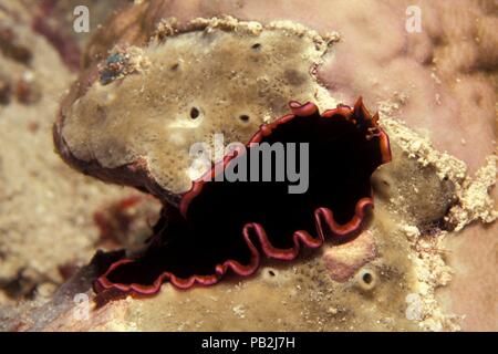 glorious flatworm, Gloriosus-Plattwurm, Pseudobiceros gloriosus, maldives, Malediven Stock Photo