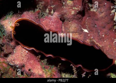 glorious flatworm, Gloriosus-Plattwurm, Pseudobiceros gloriosus, maldives, Malediven Stock Photo