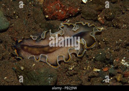 marine flatworm, Plattwurm, Pseudobiceros uniarborensis, Tulamben, Bali Stock Photo