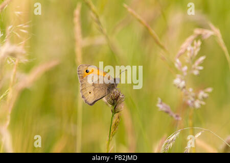 Meadow brown (Maniola jurtina) butterfly in grassland on South downs way UK. Soft focus background space for copy text landscape format. Closed wings. Stock Photo