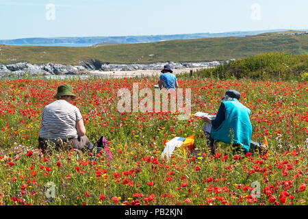 artists painting in wild flower meadow at west pentire, cornwall, england, britain, uk. Stock Photo