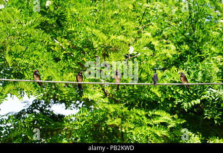 Baby swallows waiting their mom on the wire for food and green trees in background Stock Photo
