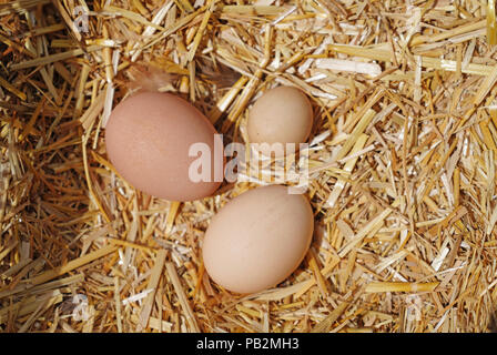 Group of eggs on straw in a nesting-box Stock Photo