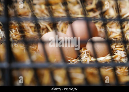 Group of eggs on straw in a nesting-box Stock Photo