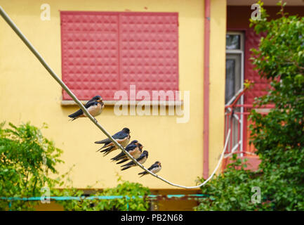 Baby swallows waiting their mom on the wire for food and yellow house in background Stock Photo
