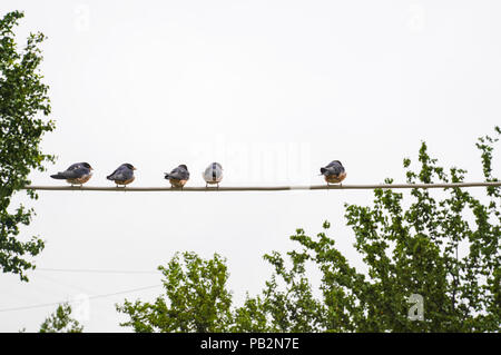 Baby swallows waiting their mom on the wire for food on isolated white background Stock Photo