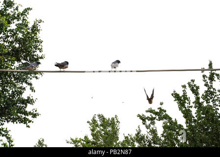 Baby swallows waiting their mom on the wire for food on isolated white background Stock Photo