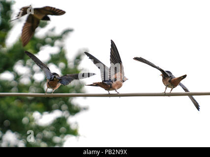 Baby swallows waiting their mom actively on the wire for food on isolated white background Stock Photo