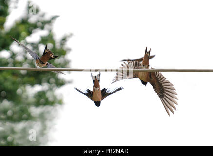 Baby swallows waiting their mom actively on the wire for food on isolated white background Stock Photo