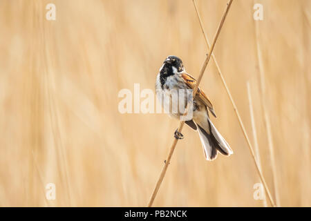 Closeup of a common reed bunting bird Emberiza schoeniclus singing a song on a reed plume Phragmites australis. The reed beds waving due to strong win Stock Photo