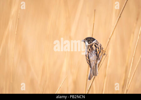 Closeup of a common reed bunting bird Emberiza schoeniclus singing a song on a reed plume Phragmites australis. The reed beds waving due to strong win Stock Photo