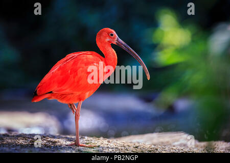 Scarlet Ibis bird Eudocimus ruber tropical wader bird foraging on the ground. It is one of the two national birds of Trinidad and Tobago. Stock Photo