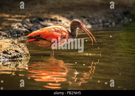 Scarlet Ibis bird Eudocimus ruber tropical wader bird foraging in water. It is one of the two national birds of Trinidad and Tobago. Stock Photo