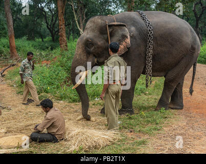 Ayarabeedu forest, Karnataka, India - November 1, 2013: Three tribal men and their dark skinned elephant work in the green forest. Manually, they thre Stock Photo