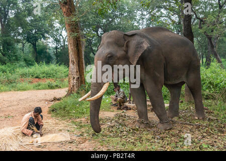 Ayarabeedu forest, Karnataka, India - November 1, 2013: Three tribal men and their dark skinned elephant work in the green forest. Manually, they thre Stock Photo