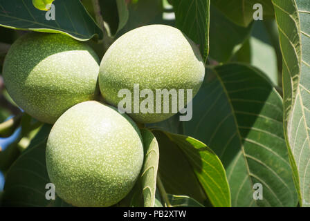 Walnuts Growing on Tree Stock Photo