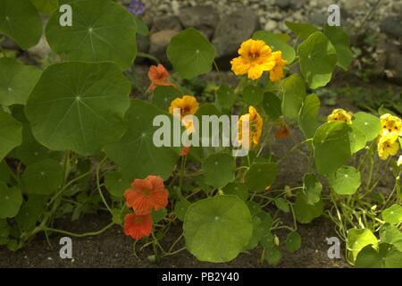 Orange and Yellow Nasturtium Stock Photo