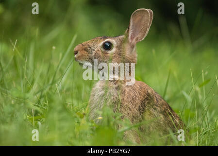 An eastern cottontail (Sylvilagus floridanus) sitting on a lawn in Milwaukee, WI. Stock Photo