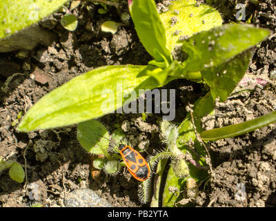 Pyrrhocoris apterus on clay and green leaves plants Stock Photo