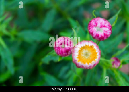 Abstract nature blured background, Beautiful purple orchid flower . Stock Photo