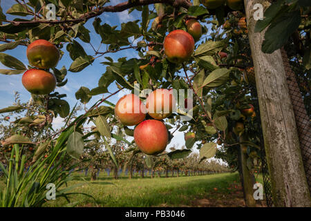 Bunch of delicious ripe red apples hanging from a tree branch in an apple orchard ready to be harvested Stock Photo
