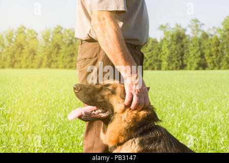 German shepherd stroking his master's hand outdoors in a field Stock Photo