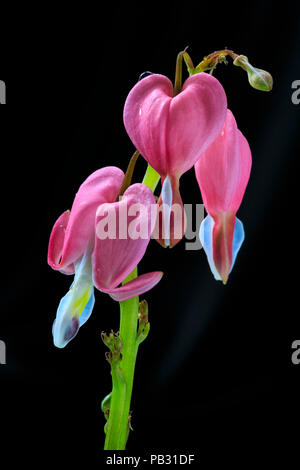 Macro closeup of a single Asian Bleeding Heart (Lamprocapnos spectabilis) against a black background Stock Photo