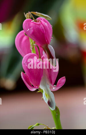 Macro closeup of an Asian Bleeding Heart (Lamprocapnos spectabilis) with water droplets on the petals Stock Photo