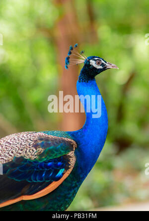 Beautiful of peacock in forest, Thailand Stock Photo