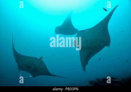 reef manta ray, Riffmanta, Mobula alfredi, Embudu, manta point, maldives, Malediven Stock Photo