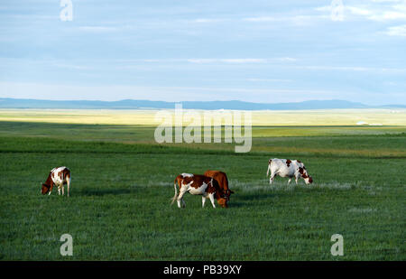 Inner Mongolia, China's Inner Mongolia Autonomous Region. 25th July, 2018. Cattle graze on a pairie in Xin Barag Zuoqi of Hulun Buir City, north China's Inner Mongolia Autonomous Region, July 25, 2018. The scenery of grasslands in eastern Inner Mongolia is picturesque due to abundant rainfalls in summer. Credit: Ren Junchuan/Xinhua/Alamy Live News Stock Photo