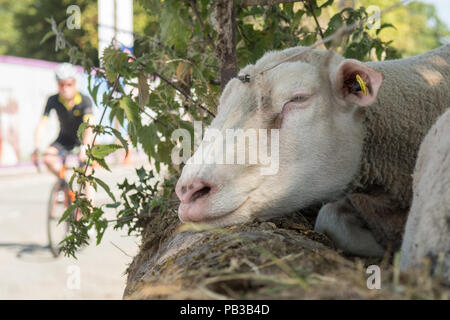 Killearn, Stirling, Scotland, UK - 26 July 2018: UK weather - a hot sunny day in the Stirlingshire village of Killearn isn't appreciated by everyone.  A sheep resting in the shade can barely summon the energy to open an eye as a cyclist passes by. Credit: Kay Roxby/Alamy Live News Stock Photo