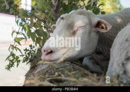 Killearn, Stirling, Scotland, UK - 26 July 2018: UK weather - a sheep rests it's head on the wall as it dozes in the shade of a tree on a hot and sunny day in the Stirlingshire village of Killearn Credit: Kay Roxby/Alamy Live News Stock Photo