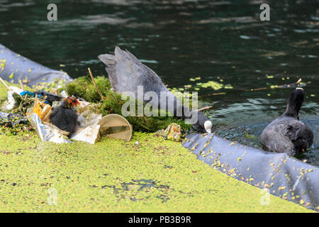 Paddington Basin, London, UK, 26th July 2018. A pair of moorhens build a nest for their chick from plastic rubbish by diving for discarded plastic wrappers, plastic cups, straws and other items of rubbish, as well as green algae. Levels of water pollution and plastics found in water reservoirs and the ocean have risen strongly and were recently highlighted repeatedly in news reports and studies. WIldlife suffers as a consequence. Credit: Imageplotter News and Sports/Alamy Live News Stock Photo