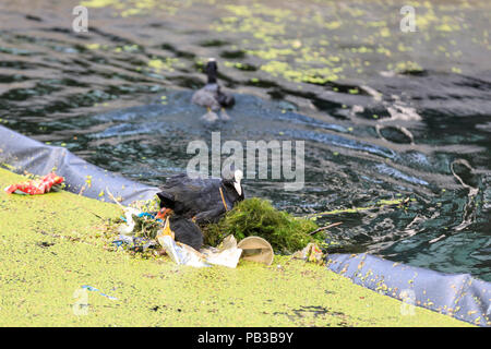 Paddington Basin, London, UK, 26th July 2018. A pair of moorhens build a nest for their chick from plastic rubbish by diving for discarded plastic wrappers, plastic cups, straws and other items of rubbish, as well as green algae. Levels of water pollution and plastics found in water reservoirs and the ocean have risen strongly and were recently highlighted repeatedly in news reports and studies. WIldlife suffers as a consequence. Credit: Imageplotter News and Sports/Alamy Live News Stock Photo