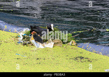 Paddington Basin, London, UK, 26th July 2018. A pair of moorhens build a nest for their chick from plastic rubbish by diving for discarded plastic wrappers, plastic cups, straws and other items of rubbish, as well as green algae. Levels of water pollution and plastics found in water reservoirs and the ocean have risen strongly and were recently highlighted repeatedly in news reports and studies. WIldlife suffers as a consequence. Credit: Imageplotter News and Sports/Alamy Live News Stock Photo