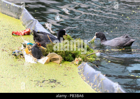 Paddington Basin, London, UK, 26th July 2018. A pair of moorhens build a nest for their chick from plastic rubbish by diving for discarded plastic wrappers, plastic cups, straws and other items of rubbish, as well as green algae. Levels of water pollution and plastics found in water reservoirs and the ocean have risen strongly and were recently highlighted repeatedly in news reports and studies. WIldlife suffers as a consequence. Credit: Imageplotter News and Sports/Alamy Live News Stock Photo