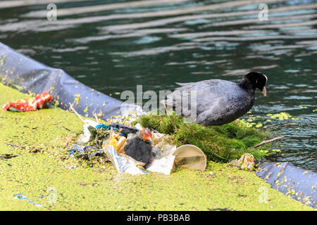 Paddington Basin, London, UK, 26th July 2018. A pair of moorhens build a nest for their chick from plastic rubbish by diving for discarded plastic wrappers, plastic cups, straws and other items of rubbish, as well as green algae. Levels of water pollution and plastics found in water reservoirs and the ocean have risen strongly and were recently highlighted repeatedly in news reports and studies. WIldlife suffers as a consequence. Credit: Imageplotter News and Sports/Alamy Live News Stock Photo