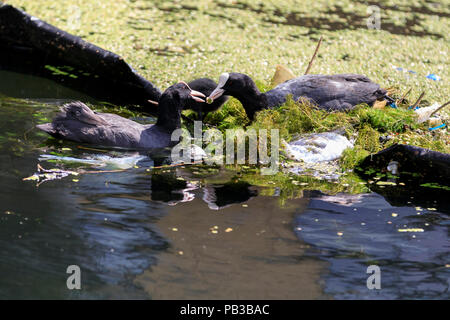 Paddington Basin, London, UK, 26th July 2018. A pair of moorhens build a nest for their chick from plastic rubbish by diving for discarded plastic wrappers, plastic cups, straws and other items of rubbish, as well as green algae. Levels of water pollution and plastics found in water reservoirs and the ocean have risen strongly and were recently highlighted repeatedly in news reports and studies. WIldlife suffers as a consequence. Credit: Imageplotter News and Sports/Alamy Live News Stock Photo