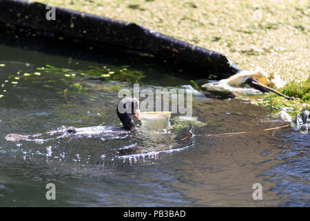 Paddington Basin, London, UK, 26th July 2018. The mother moorhen picks up a plastic cup as nesting material. A pair of moorhens build a nest for their chick from plastic rubbish by diving for discarded plastic wrappers, plastic cups, straws and other items of rubbish, as well as green algae. Levels of water pollution and plastics found in water reservoirs and the ocean have risen strongly and were recently highlighted repeatedly in news reports and studies. WIldlife suffers as a consequence. Credit: Imageplotter News and Sports/Alamy Live News Stock Photo