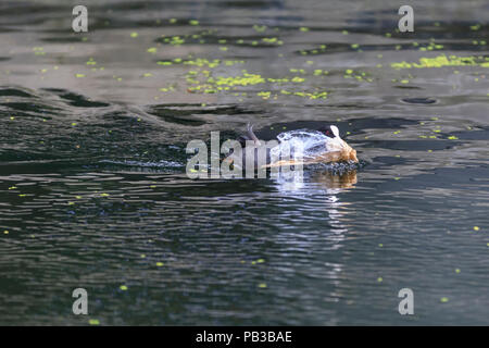 Paddington Basin, London, UK, 26th July 2018. A pair of moorhens build a nest for their chick from plastic rubbish by diving for discarded plastic wrappers, plastic cups, straws and other items of rubbish, as well as green algae. Levels of water pollution and plastics found in water reservoirs and the ocean have risen strongly and were recently highlighted repeatedly in news reports and studies. WIldlife suffers as a consequence. Credit: Imageplotter News and Sports/Alamy Live News Stock Photo