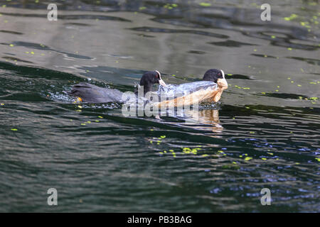 Paddington Basin, London, UK, 26th July 2018. A pair of moorhens build a nest for their chick from plastic rubbish by diving for discarded plastic wrappers, plastic cups, straws and other items of rubbish, as well as green algae. Levels of water pollution and plastics found in water reservoirs and the ocean have risen strongly and were recently highlighted repeatedly in news reports and studies. WIldlife suffers as a consequence. Credit: Imageplotter News and Sports/Alamy Live News Stock Photo