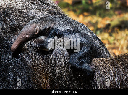 26 July 2018, Germany, Frankfurt/Main: The Great Anteater's offspring clings to the back of their mother's coat. The Great Anteater 'Ines' came to Frankfurt in the spring of 2017 from the Zlin-Lesna Zoo (Czech Republic) and the Great Anteater Falin came from Cologne Zoo. On June 30, 2018, their offspring was born. Photo: Andreas Arnold/dpa Stock Photo